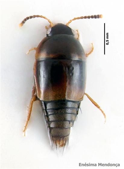 Coproporus pulchellus (Erichson, 1839)